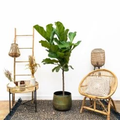 Ficus Lyrata Xl - H150cm, ø30cm - Très Grande Plante D'intérieur 6 Ficus Lyrata Xl - H150cm, ø30cm - Très Grande Plante D'intérieur -Karch Jardin Magasin cbf3a6952e7e701c