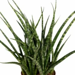 Sansevieria Fernwood Punk - H30cm, ø12cm - Plante D'intérieur Sans Entretien -Karch Jardin Magasin cda90238b05458e8