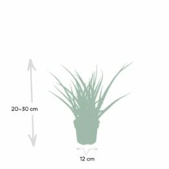 Sansevieria Fernwood Punk - H30cm, ø12cm - Plante D'intérieur Sans Entretien -Karch Jardin Magasin ce253637df77bdc2