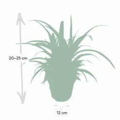 Chlorophytum - H25cm, ø12cm - Plante D'intérieur -Karch Jardin Magasin d954fc84ca9bd2b7