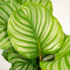 Calathea Orbifolia Et Son Panier Naturel - H40cm, ø14 Cm - Plante D'intérieur -Karch Jardin Magasin d97a7b4d48e83e9c