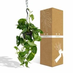 Epipremnum Aureum Scindapsus - H25cm, ø15cm - Plante D'intérieur Tombante 8 Epipremnum Aureum Scindapsus - H25cm, ø15cm - Plante D'intérieur Tombante -Karch Jardin Magasin db9b20f124efbe7d