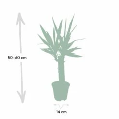 Yucca - H40cm, ø14cm - Plante D'intérieur 8 Yucca - H40cm, ø14cm - Plante D'intérieur -Karch Jardin Magasin dfb4e1d60cd870d4