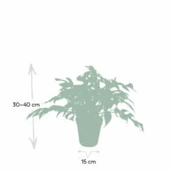 Monstera Minima - H25cm, ø15cm - Plante D'intérieur -Karch Jardin Magasin e0cdad191f93fb5b