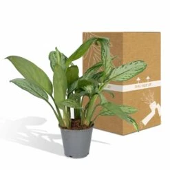 Aglaonema Christina - H30cm, ø12cm - Plante D'intérieur -Karch Jardin Magasin f0caf2476ad693a9