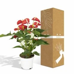 Anthurium Rouge - H55cm, ø17cm - Plante D'intérieur 9 Anthurium Rouge - H55cm, ø17cm - Plante D'intérieur -Karch Jardin Magasin f142fbabc9731d72