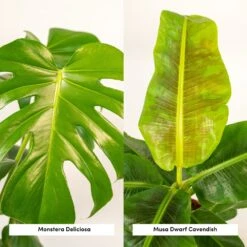 Monstera Deliciosa, Bananier Musa Et Leurs Paniers Noirs, Duo De Plantes - Grandes Plantes D'intérieur -Karch Jardin Magasin f5aec7c58eb1f2d0