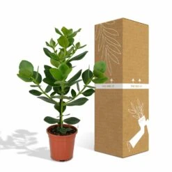 Clusia Princess - H60cm, ø12cm - Plante D'intérieur -Karch Jardin Magasin f9890d4a2570b058