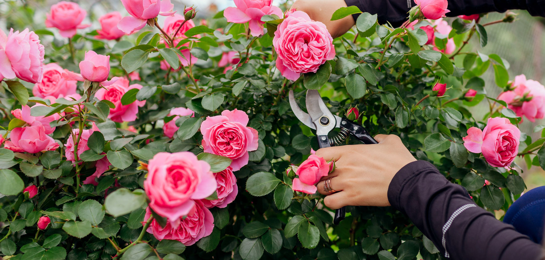 Karch Jardin Magasin -Karch Jardin Magasin 3 TYPE BUISSON 2