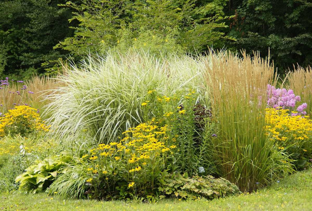 Karch Jardin Magasin -Karch Jardin Magasin Massif plante vivace incontourna